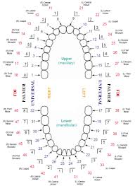 Printable Dental Tooth Chart Bedowntowndaytona Com