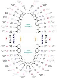 Printable Dental Tooth Chart Bedowntowndaytona Com