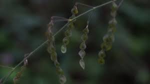 Image result for Desmodium tortuosum