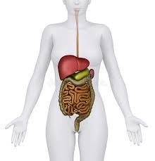Human body full parts inside. Female Abdominal Organs Posterior View Stock Illustration Illustration Of Medicine Liver 19746049