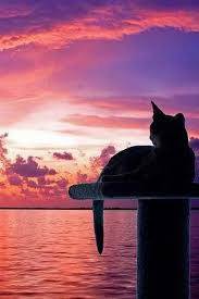 Sitting On The Dock Of The Bay Gorgeous Cats Crazy Cats Cats
