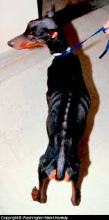 We did not find results for: Dog Liver Disease And Failure