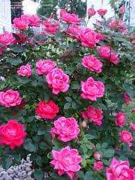 Pink Double Knock Out Rose Double Knockout Roses Knockout Roses Hybrid Tea Roses