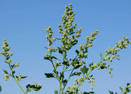 Image result for Chenopodium opulifolium