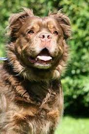 However, you need to be determined and adopt a loving approach, so your dog doesn't resent you. Gimli Mammut Bulldog Domestic Dog Bulldog Dog Breeds