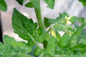 Image result for BLACKFLY ON TOMATO PLANTS