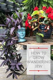 Pin On Outdoor Gardening Tips