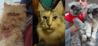As opposed to the siamese cat, oriental cats have many more color variations. Rescue And Rehoming Persian And Other Pedigree Cats Strawberry Persian And Pedigree Cat Rescue Helps Rescue And Rehome Any Pedigree Looking Cat