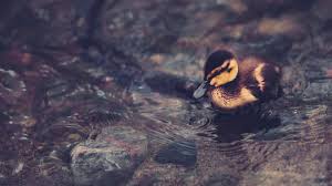 Are you seeking beautiful wallpapers of love birds? Pictures Of Beautiful Birds Hd Wallpapers Free Download Duck 1920x1080 Wallpaper Teahub Io