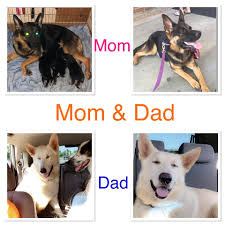 Favorite this post jul 15. Black Forest German Shepherds Home Facebook