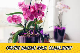 Neden derseniz hemen söyleyeyim, bir süredir yeni yapraklar, dallar ve tomurcuklar çıkartan orkidelerim açmaya başladı. Ihitsamli Ve Zarif Orkide Bitkisinin Bakimi Ve Cogaltilmasi Nasil Olmalidir