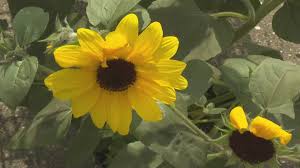 The hummingbirds and butterflies are also attracted to these flowers as well. Pollinators Attract Birds And Bees To The Mid Summer Garden Newscentermaine Com