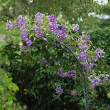 What is a climbing plant? For Flower Power And Staying Power You Can T Beat These Summer Climbers