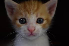 Kedi Gribi Neden Olur Pet Defteri