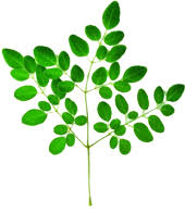 The malunggay will continues to grow. How To Make Moringa Powder Moringa The Miracle Tree