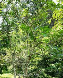 Image result for Holarrhena floribunda