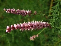 Image result for Tamarix pentandra