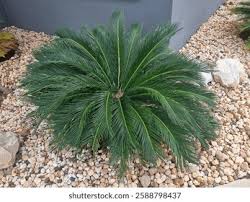 Image result for Zamiaceae