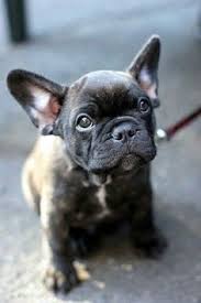 Mathematically, eating less will reduce weight gain. Size And Weight Of French Bulldog Click The Picture To Read Baby Dogs Bulldog Puppies Animals