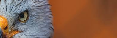 Image result for Eggelingia clavata