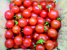 Find over 100+ of the best free cherry tomato images. Sugar Cherry Tomato