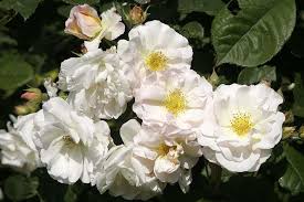 Two handfuls per bush is enough. View The Rhs Top 10 Roses For The Garden With Agm Rhs Gardening