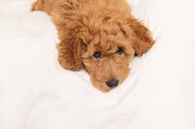 Are you looking for goldendoodle puppies in north carolina? Meet Rosie Girl The Goldendoodle House Of Harper House Of Harper