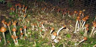 Growing Psilocybe Azurescens On Woodchips Mushroom Prints