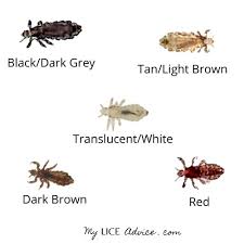 Small insects flying insects bugs and insects black beetle in house lice bugs bugs in the kitchen. Brown Lice And Lice Eggs Brown Hair With Lice My Lice Advice