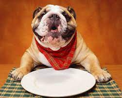 sobaka ne est chto delat i pochemu eto proishodit bulldog bulldog grooming bulldog pics