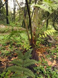 Image result for Cyatheaceae