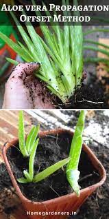 Maybe you would like to learn more about one of these? Aloe Vera Plant Care Best Ways To Care Aloe Vera At Home Growing Aloe Vera Plant From Leaf Growing Aloe Vera Aloe Vera Plant