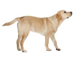 We did not find results for: Labrador Retriever Dog Breed Facts And Information Wag Dog Walking