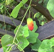 Image result for Coccinia