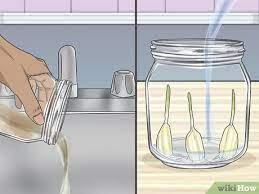 You can use the sprouted garlic. How To Grow Garlic In Water 8 Steps With Pictures Wikihow