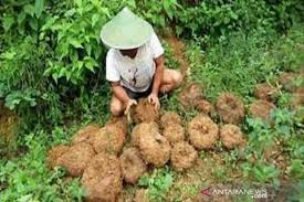 Porang merupakan tanaman yang menawarkan manfaat cukup banyak untuk industri. Sultra Kembangkan Ubi Porang Pada Lahan Seluas 200 Hektare Antara News Sulawesi Tenggara Antara News Kendari Sulawesi Tenggara Berita Terkini Sulawesi Tenggara