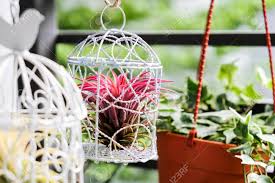 No till gardening or no dig gardening is a gardening method many people use to create organic gardens. Tillandsia In Bird Cage Decoration In The Small Garden At Balcony Stock Photo Picture And Royalty Free Image Image 106433910