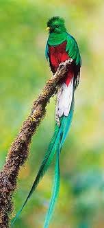 Google Image Result For Http Www Muktware Com Sites Default Files Images Applications Ralph Resplendent Quet Beautiful Birds Weird Birds Most Beautiful Birds
