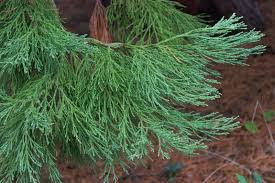 Image result for Cupressaceae