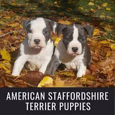 Maybe you would like to learn more about one of these? American Staffordshire Pit Bull Terrier Puppies Pethelpful