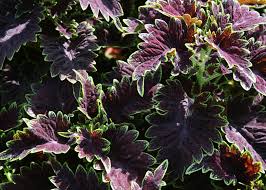 Image result for Coleus zombensis