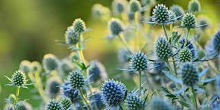 5 Peaceful Public Gardens To Visit In Colorado Best Public Gardens In Co