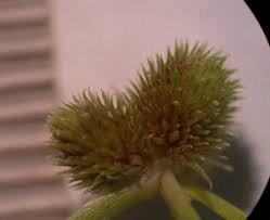 Image result for Lipocarpha