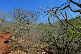 Resultado de imagem para BIOMA CAATINGA