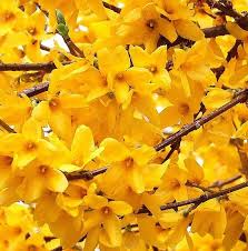 Pin On Forsythia