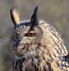 Image result for Bubo
