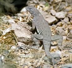 Earless lizards have no external ear openings. Greater Earless Lizard Cophosaurus Texanus Foto Bild Anhange Natur Bilder Auf Fotocommunity