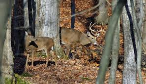 The Whitetail Deer Rut Life In The Finger Lakes