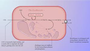 Buffering In Acute Respiratory Acid Base Disturbances Deranged Physiology