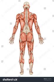 Nervous system , skeleton , front view of muscles , back view of muscles Human Body Diagram From Back Human Anatomy